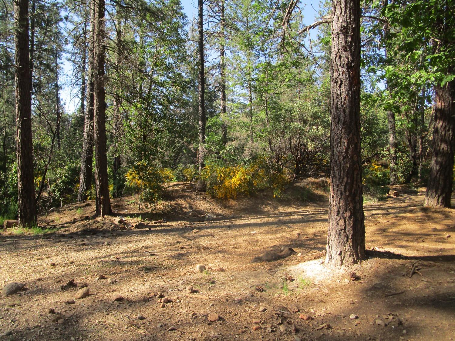 16289 Badger Hill Road Nevada City, CA 95959 - Photo 5 of 10 a view of a yard with large trees