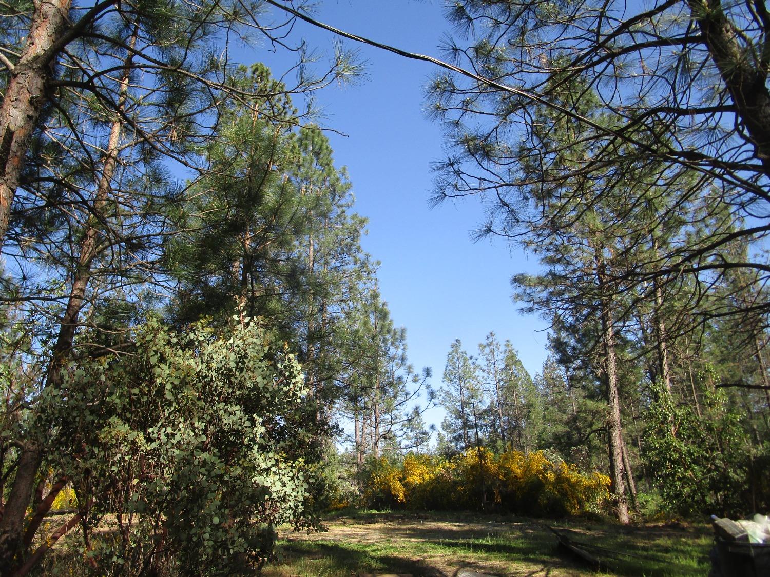 16289 Badger Hill Road Nevada City, CA 95959 - Photo 7 of 10 a view of a tree in a yard