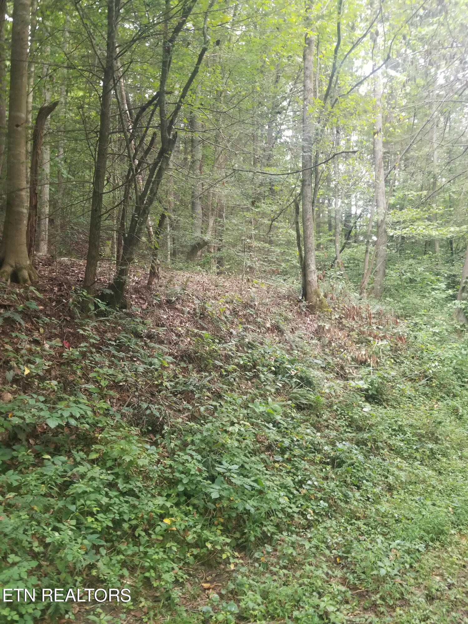 0 Morgan Road Lancing, TN 37770 - Photo 3 of 3 a view of a forest with trees in the background