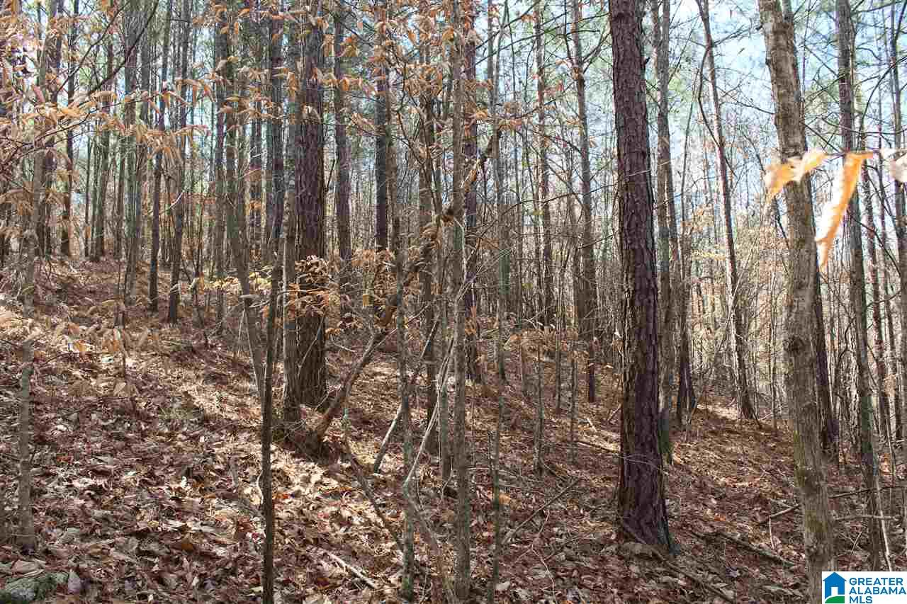 0 County Road 893 Heflin, AL 36264 - Photo 11 of 17