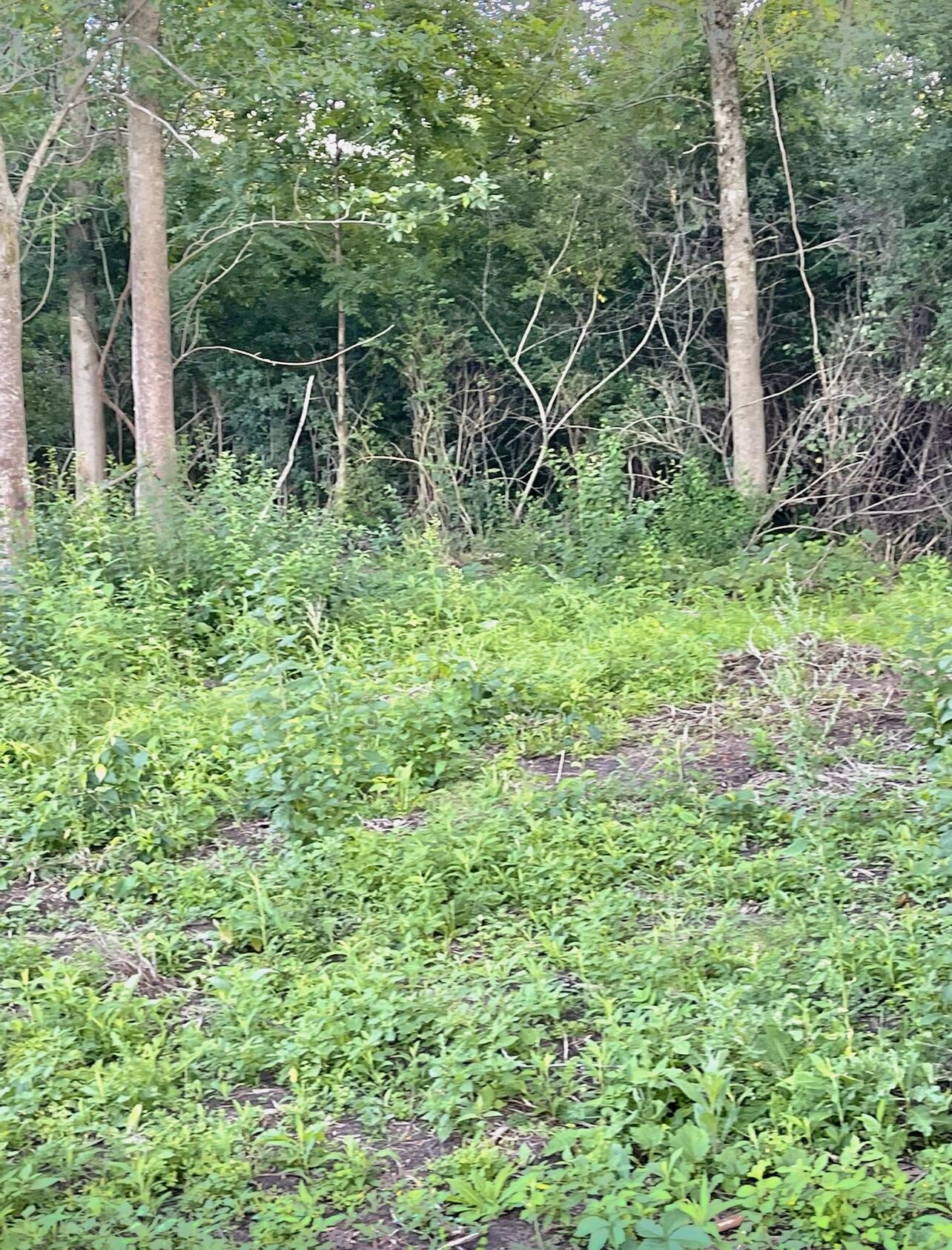 1473 Cumberland Head Road Plattsburgh, NY 12901 - Photo 87 of 90 Land before development