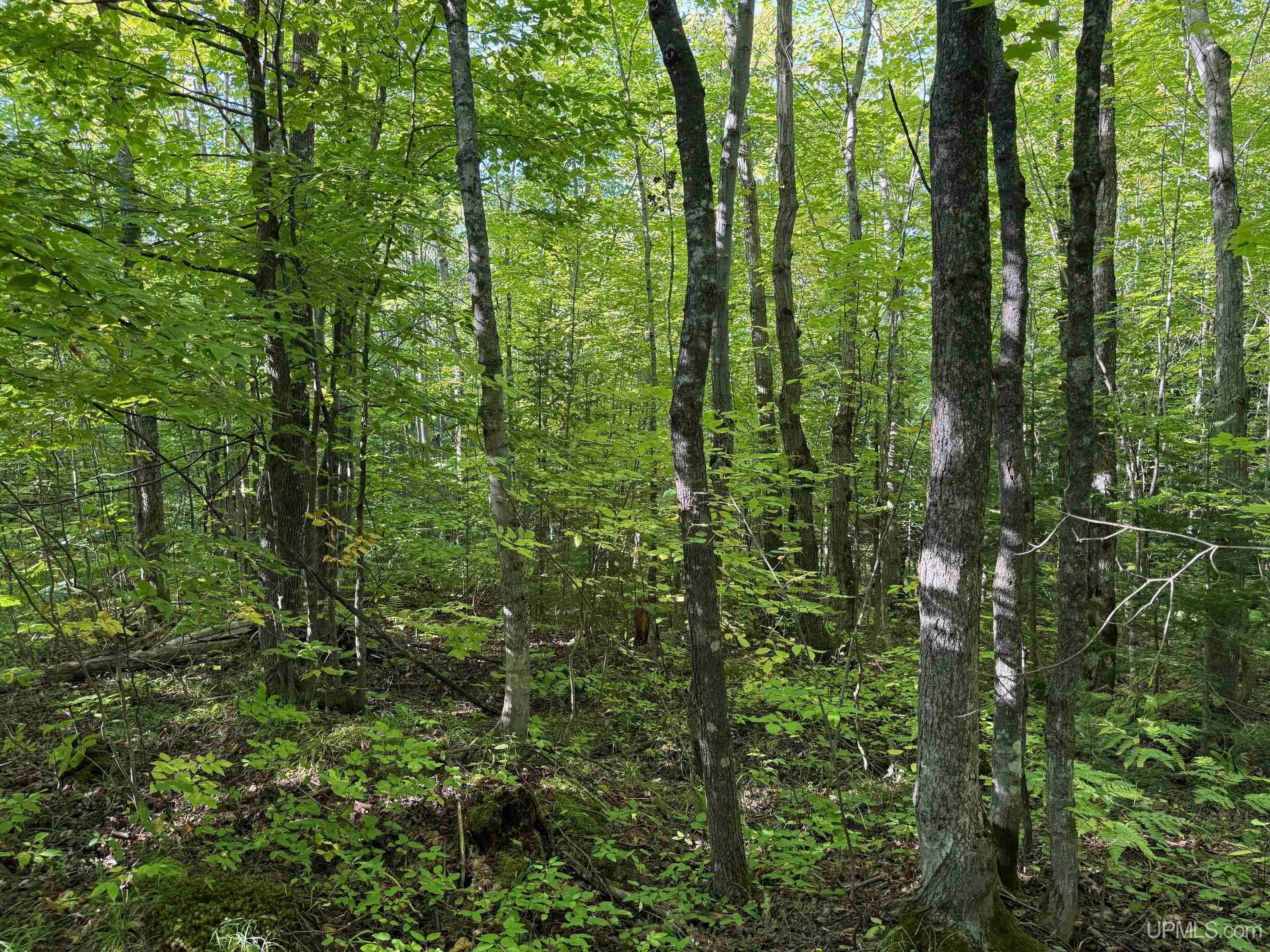Tbde10 Firesteel Road Ontonagon, MI 49953 - Photo 9 of 17