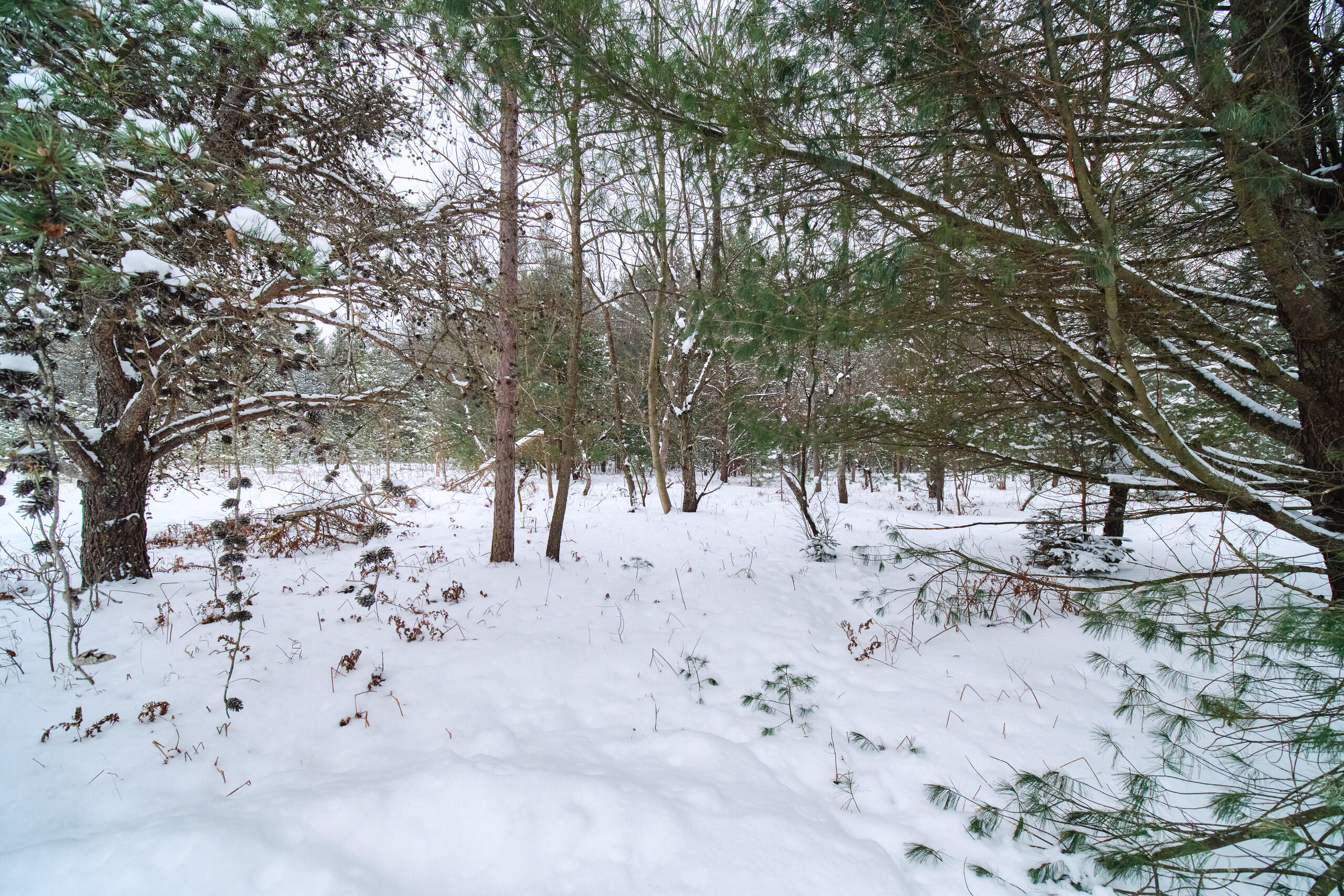 265 Terpak Road Manistee, MI 49660 - Photo 61 of 68 Peaceful property views