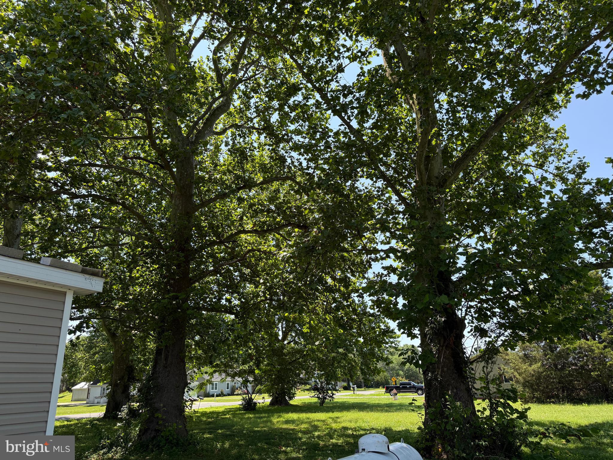 32610 Old Stage Road Laurel, DE 19956 - Photo 23 of 23 Majestic Sycamores!