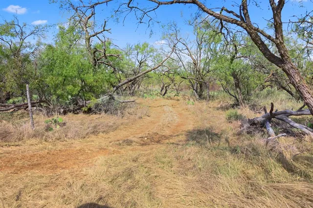 a view of a yard with plants and trees