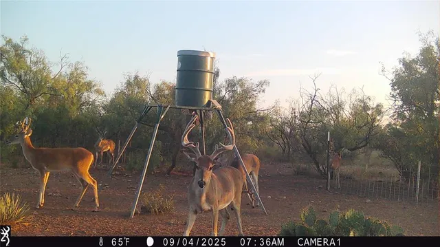 a view of a chairs and table in the back yard