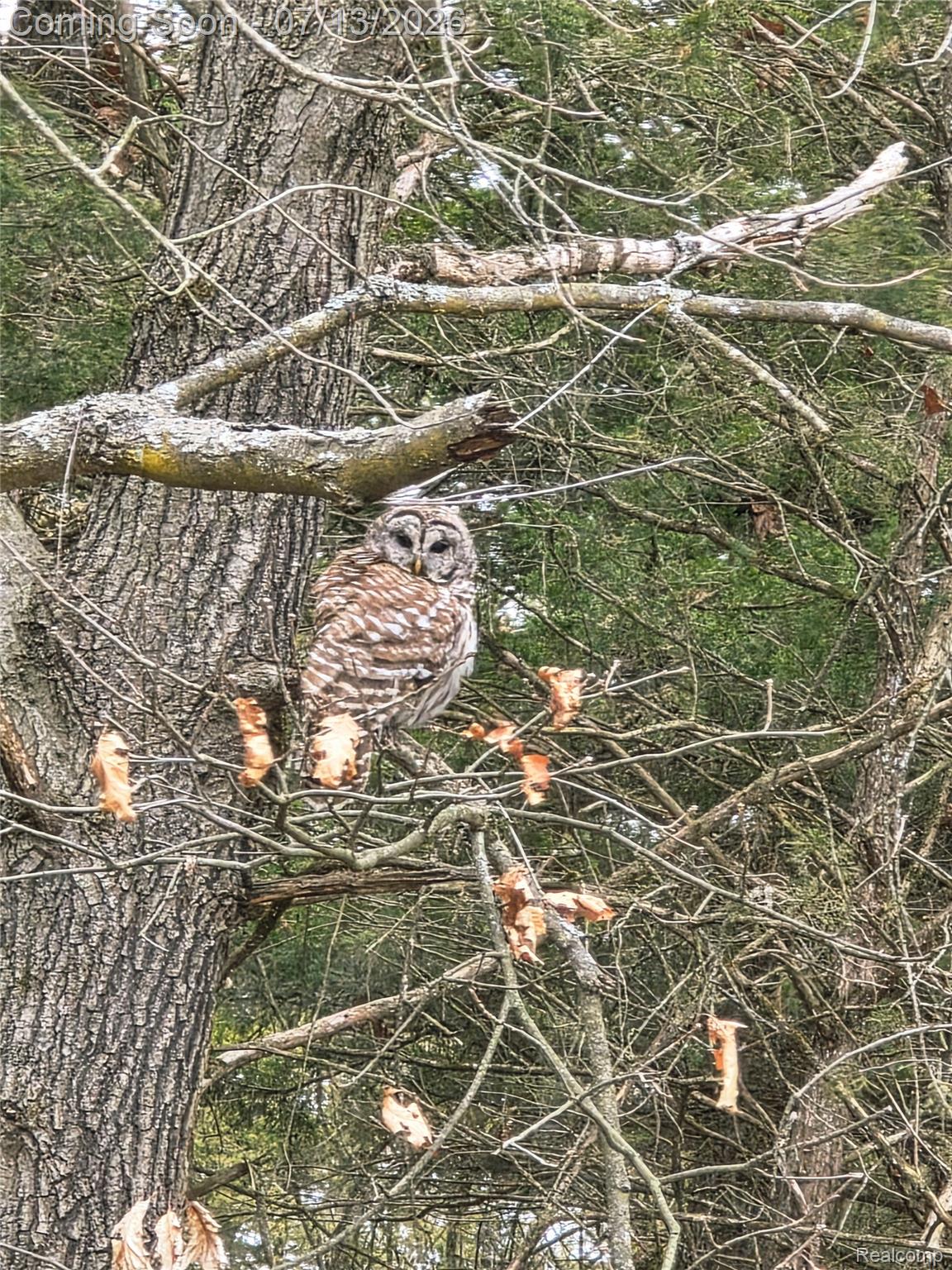 10525 Antcliff Road Brooklyn, MI 49230 - Photo 74 of 80 Abundant with wildlife