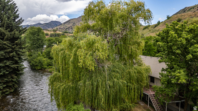 1365 Sumac Drive Logan, UT 84321 - Photo 81 of 84 Mature weeping willow tree providing natural screening