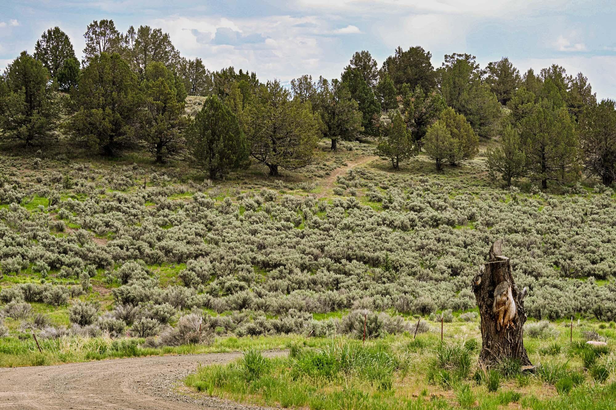 18357 Andy Hill Road Lakeview, OR 97630 - Photo 40 of 43 landscape 10