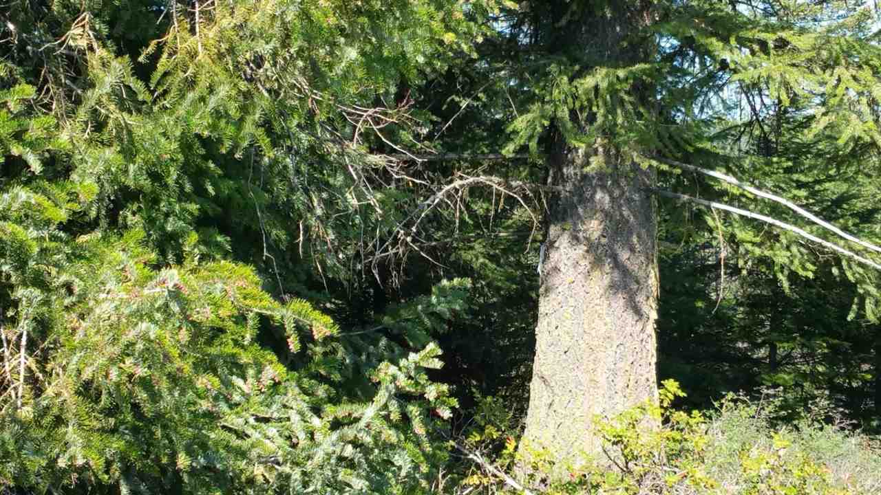 Xx Wagner Road Springdale, WA 99173 - Photo 8 of 13