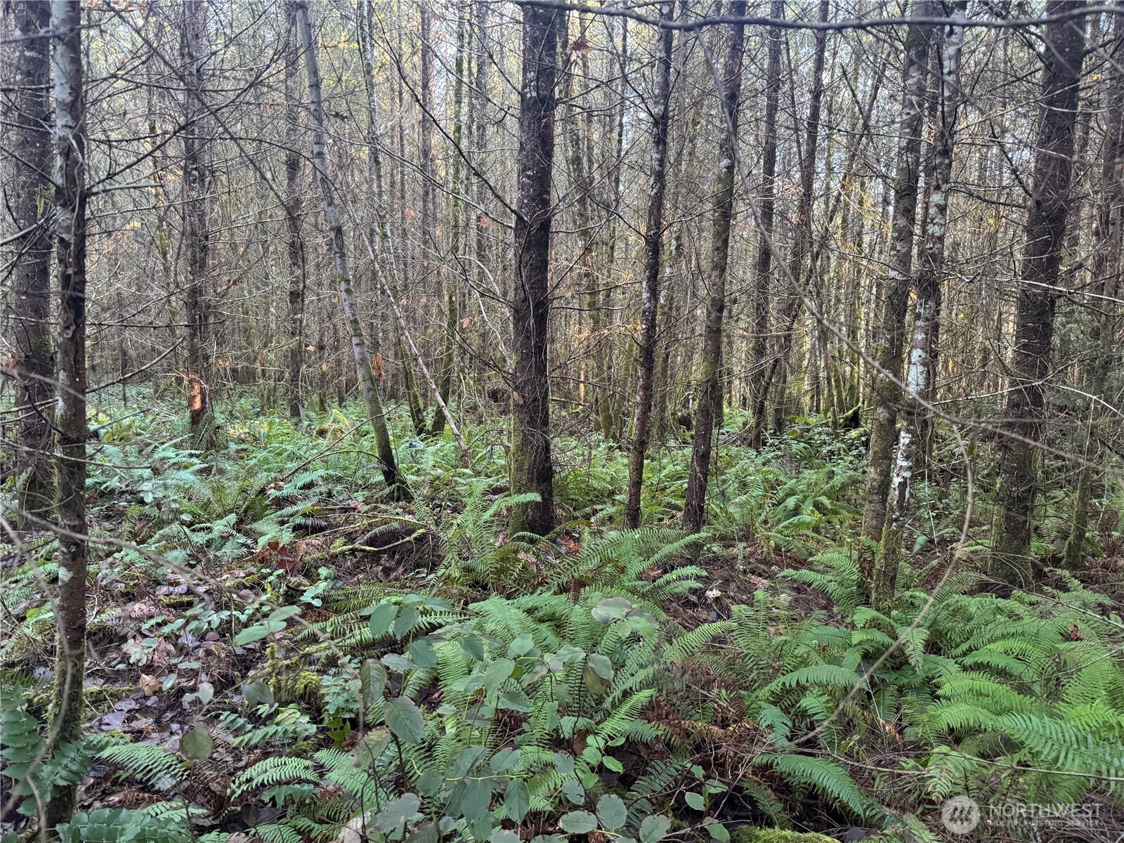 233 Shy Bear Road Toutle, WA 98649 - Photo 2 of 5