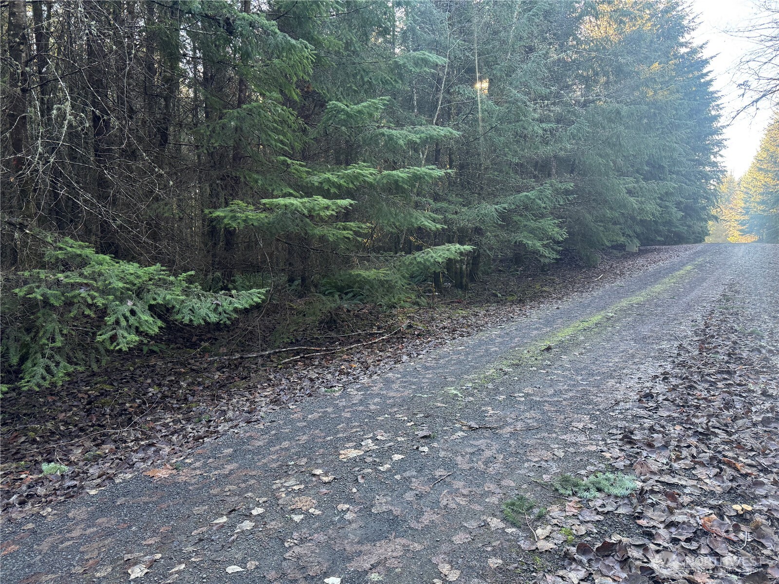 233 Shy Bear Road Toutle, WA 98649 - Photo 5 of 5