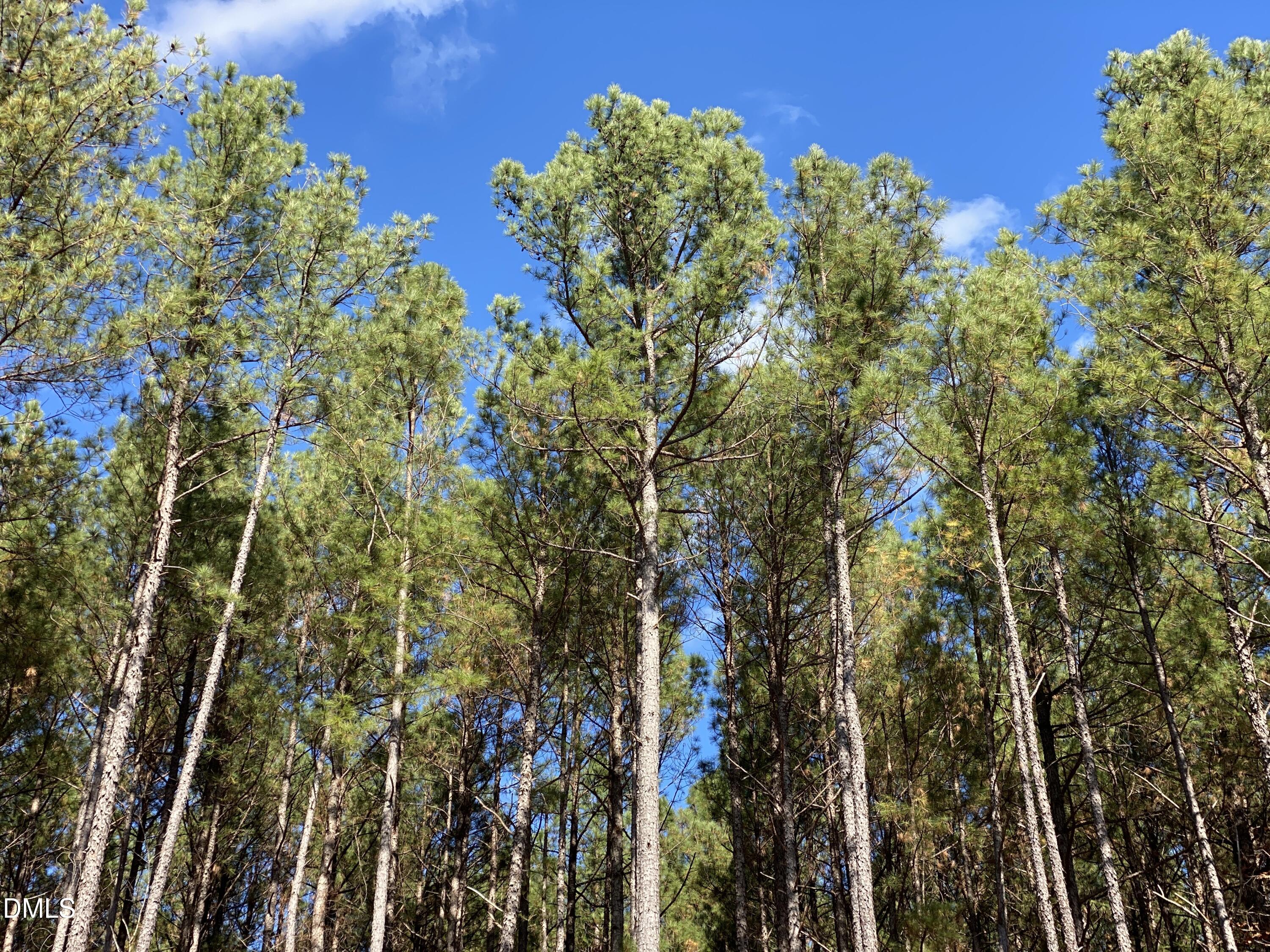 a close up of a plant