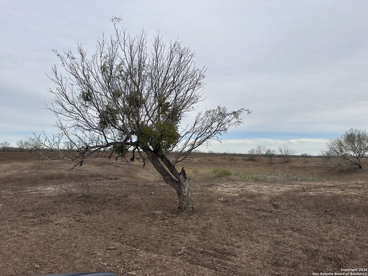 354-easement County Road Charlotte, TX 78011 - Photo 25 of 38 a view of a yard with a tree
