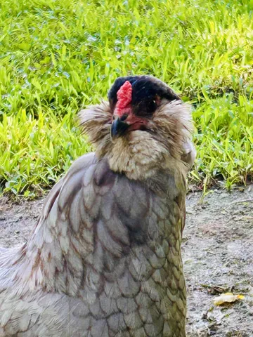 a view of a roof deck with wooden fence and plants
