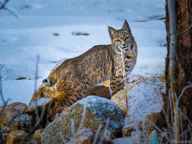 $1,595,000 | 31 Wild Tiger Lane, Boulder, CO 80302