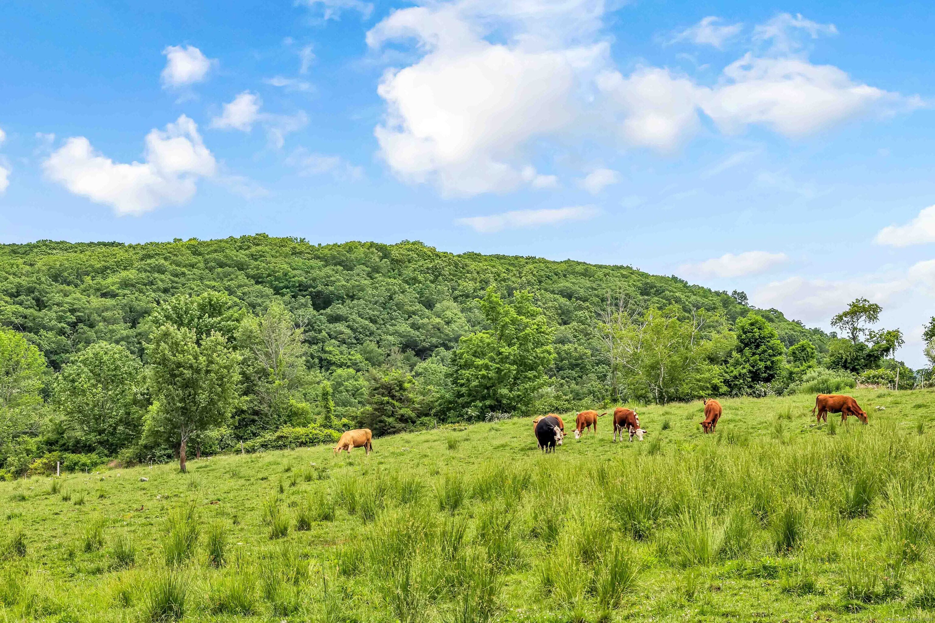 84 Gunn Hill Road Washington, CT 06777 - Photo 40 of 40