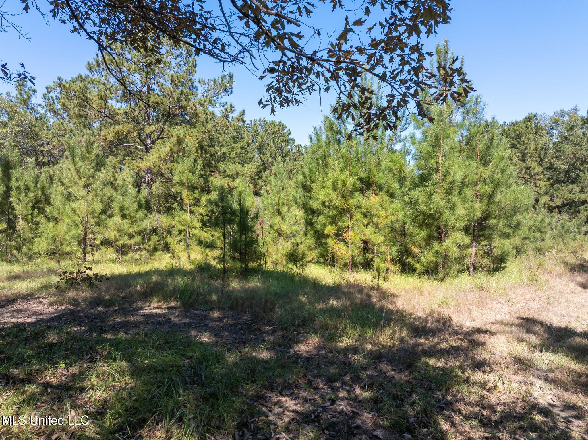 91-acres Burge And Reyer Road Poplarville, MS 39470 - Photo 16 of 36 mls_00_Burge_and_Reyer_Rd-13