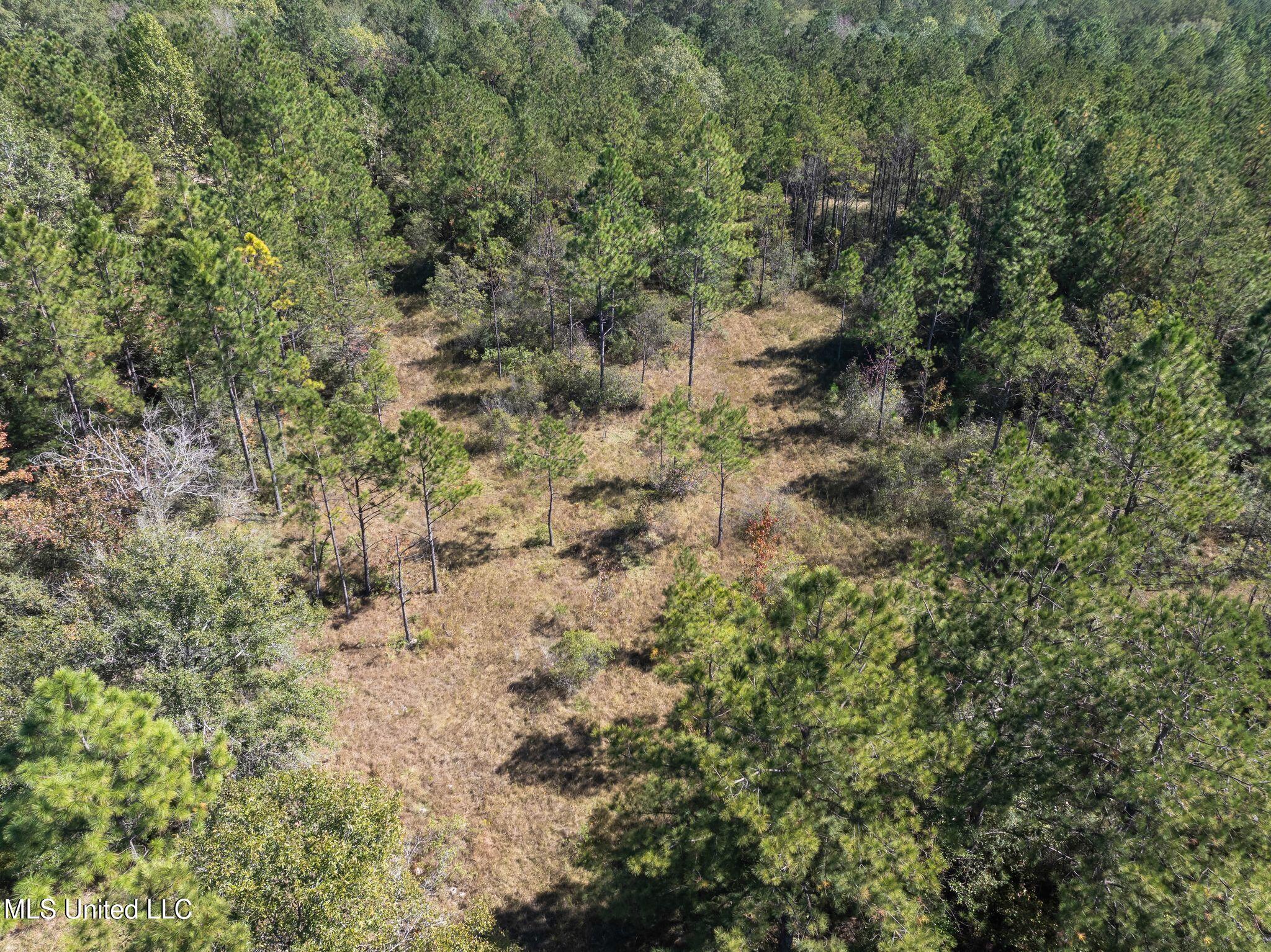 91-acres Burge And Reyer Road Poplarville, MS 39470 - Photo 18 of 36 mls_00_Burge_and_Reyer_Rd-32