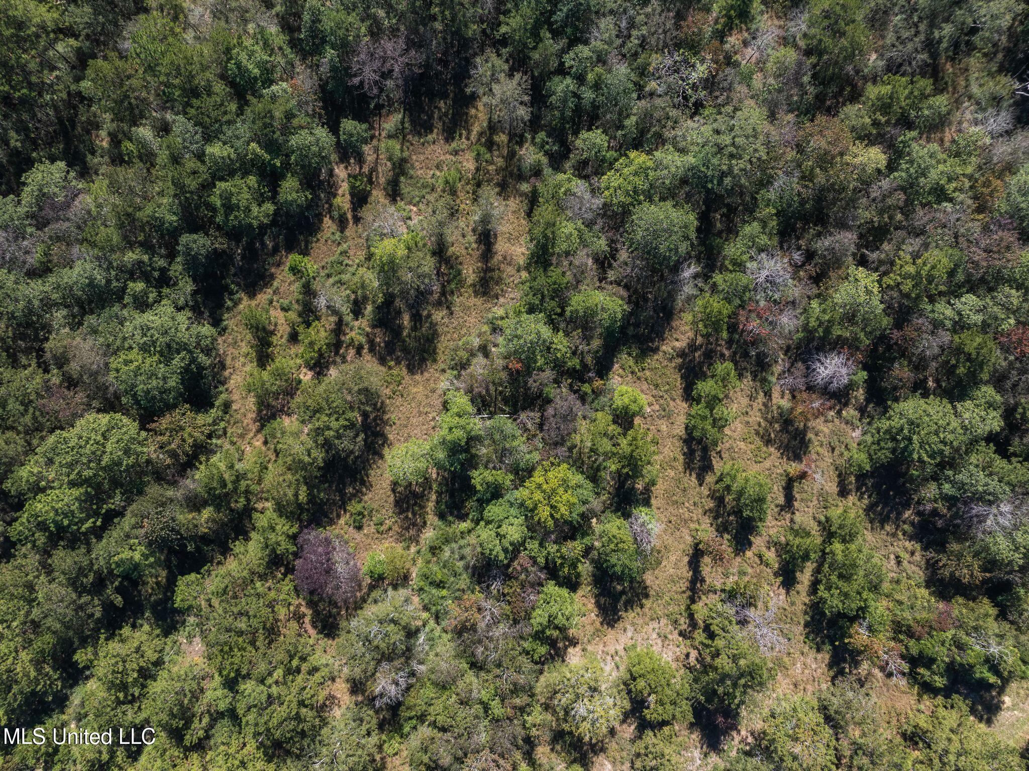 91-acres Burge And Reyer Road Poplarville, MS 39470 - Photo 22 of 36 mls_00_Burge_and_Reyer_Rd-26