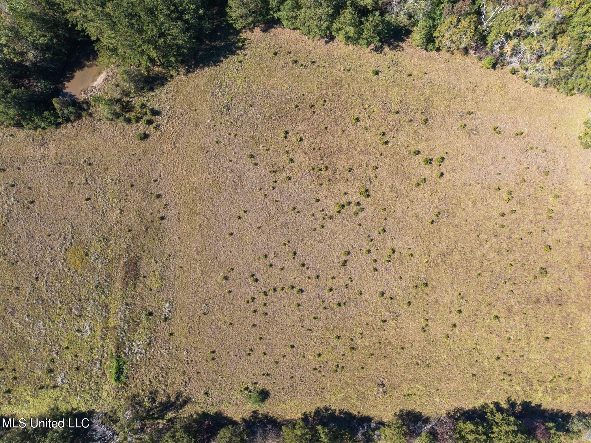 91-acres Burge And Reyer Road Poplarville, MS 39470 - Photo 26 of 36 mls_00_Burge_and_Reyer_Rd-28