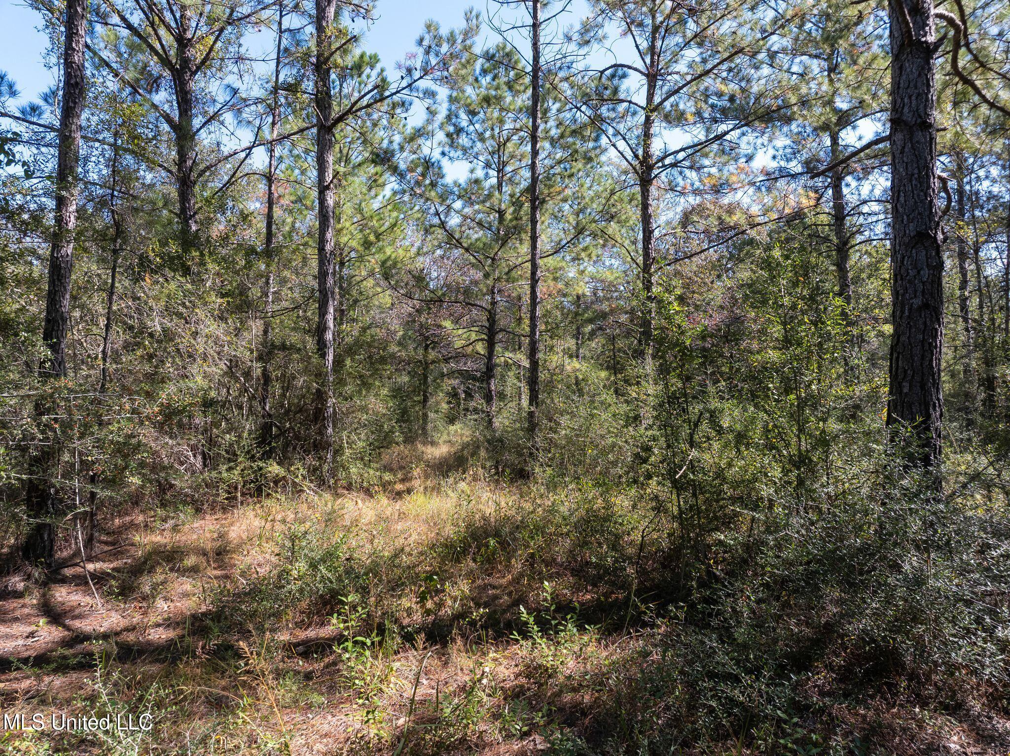 91-acres Burge And Reyer Road Poplarville, MS 39470 - Photo 9 of 36 mls_00_Burge_and_Reyer_Rd-12
