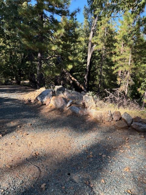 0 Fiddletown Road Volcano, CA 95689 - Photo 12 of 13 a view of yard covered with trees