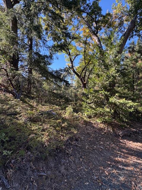 0 Fiddletown Road Volcano, CA 95689 - Photo 13 of 13 a view of a tree in a yard