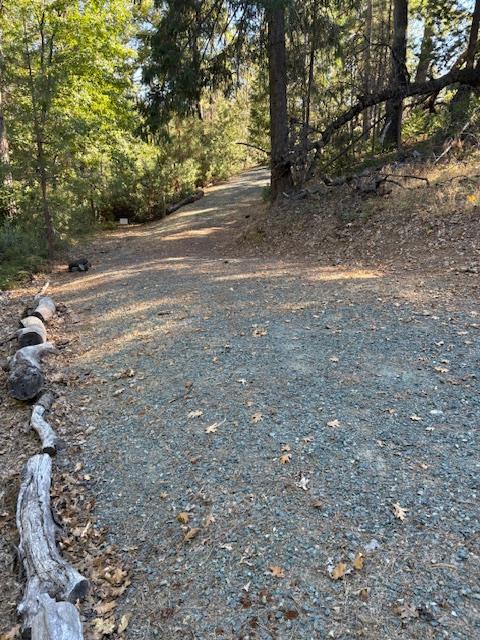 0 Fiddletown Road Volcano, CA 95689 - Photo 4 of 13 a view of a yard with large trees