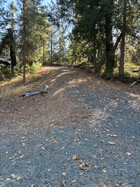 0 Fiddletown Road Volcano, CA 95689 - Photo 5 of 13 a view of a yard with a tree
