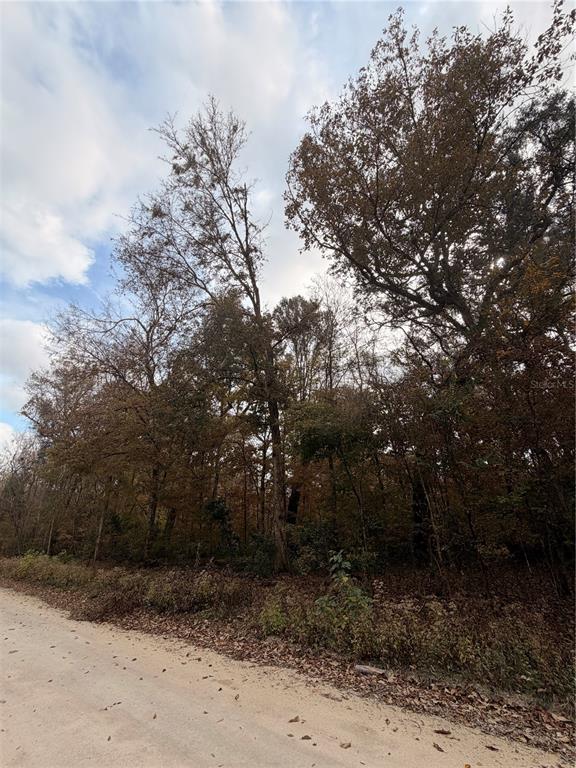 11 284th Terrace Branford, FL 32008 - Photo 17 of 18 a view of a yard with trees
