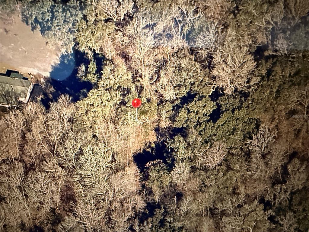 11 284th Terrace Branford, FL 32008 - Photo 18 of 18 a picture of tree