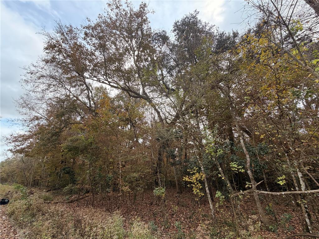 11 284th Terrace Branford, FL 32008 - Photo 4 of 18 a view of a forest