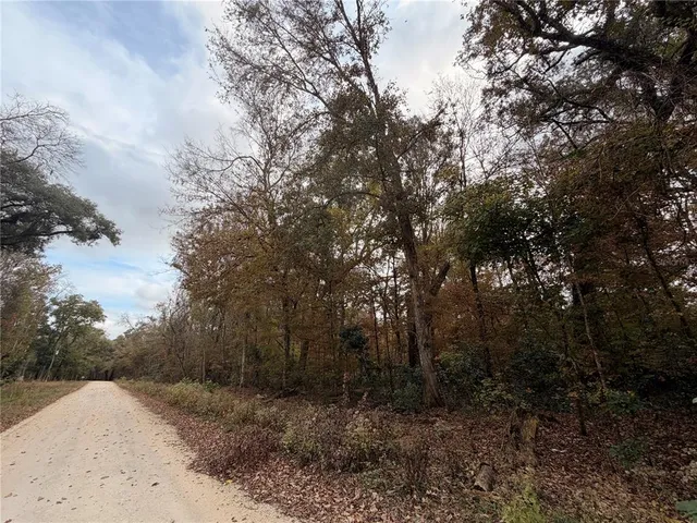 a view of a forest with trees in the background