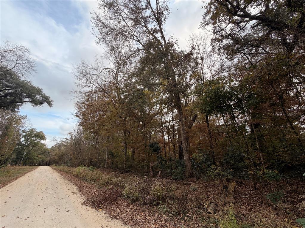 11 284th Terrace Branford, FL 32008 - Photo 6 of 18 a view of a covered with trees in the background