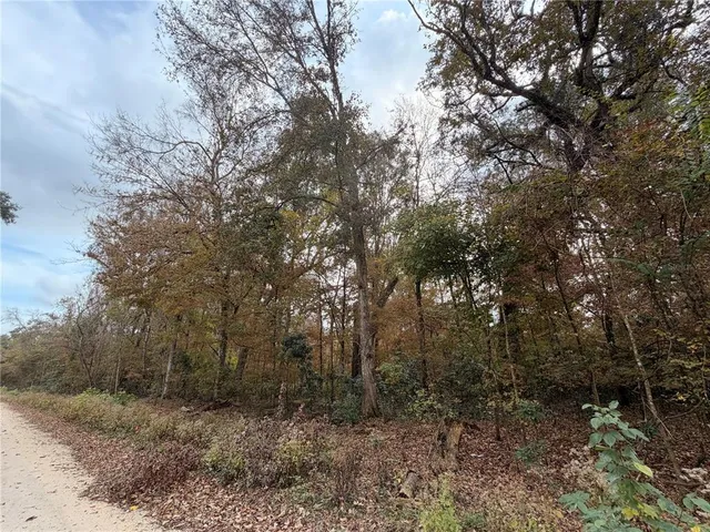 a view of a forest with trees in the background