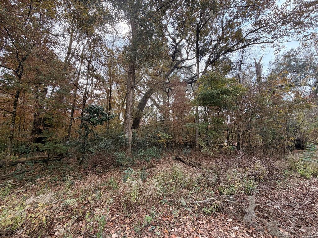11 284th Terrace Branford, FL 32008 - Photo 8 of 18 a view of a forest with trees in the background
