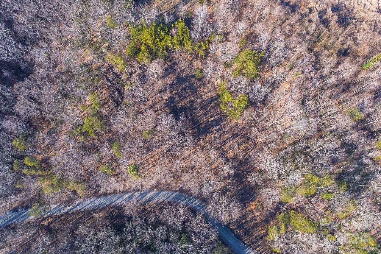 0 Capps Road Tryon, NC 28782 - Photo 2 of 21 a plant that is sitting in a forest