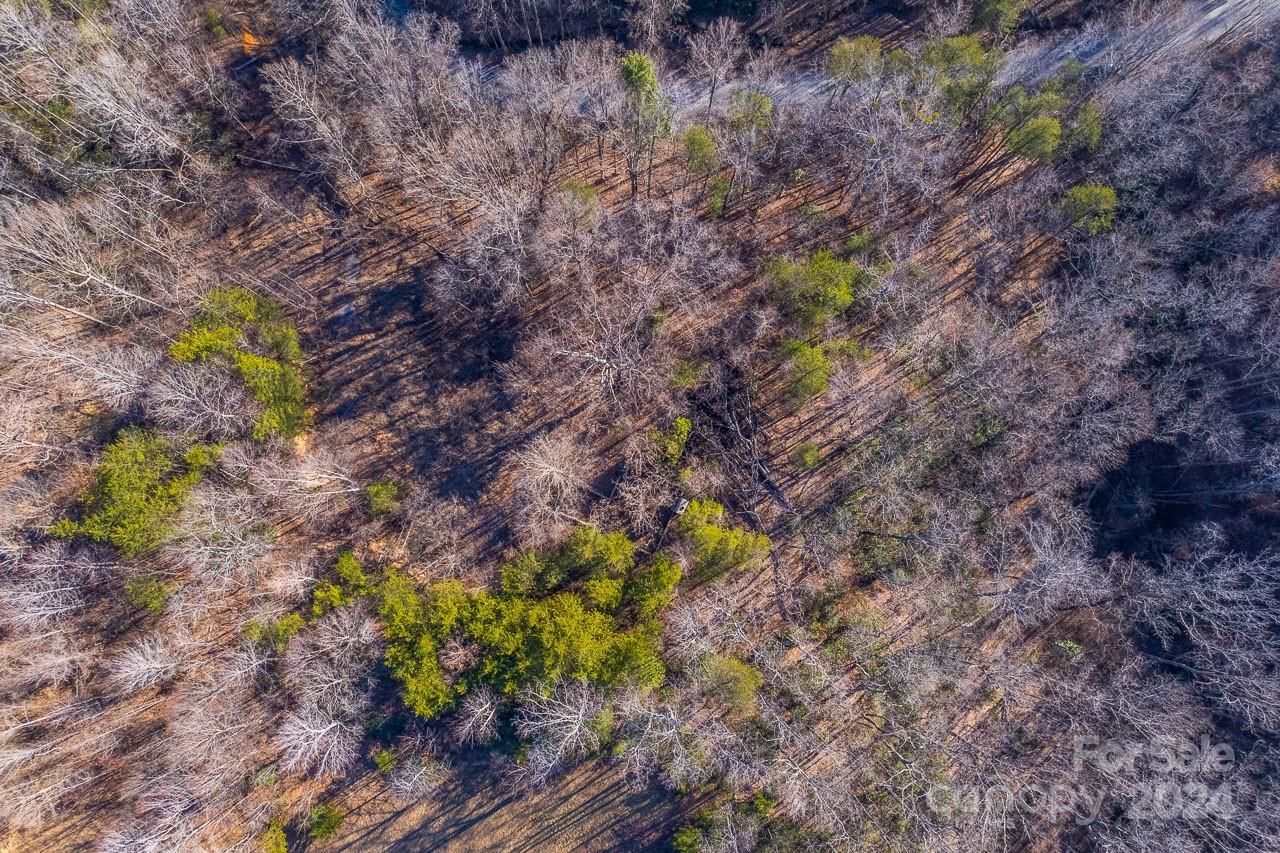 0 Capps Road Tryon, NC 28782 - Photo 7 of 21 a plant that is in a garden