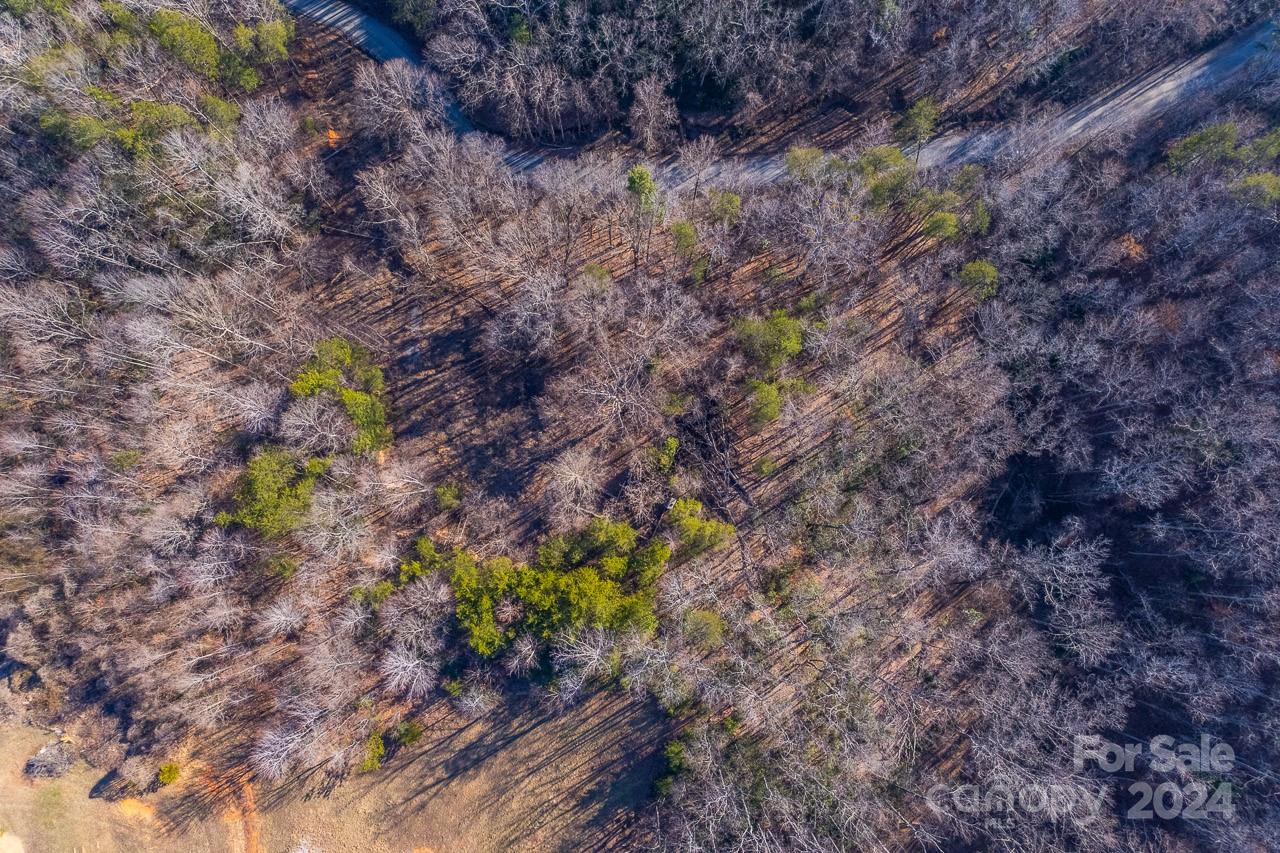 0 Capps Road Tryon, NC 28782 - Photo 8 of 21 a view of a plants in a forest