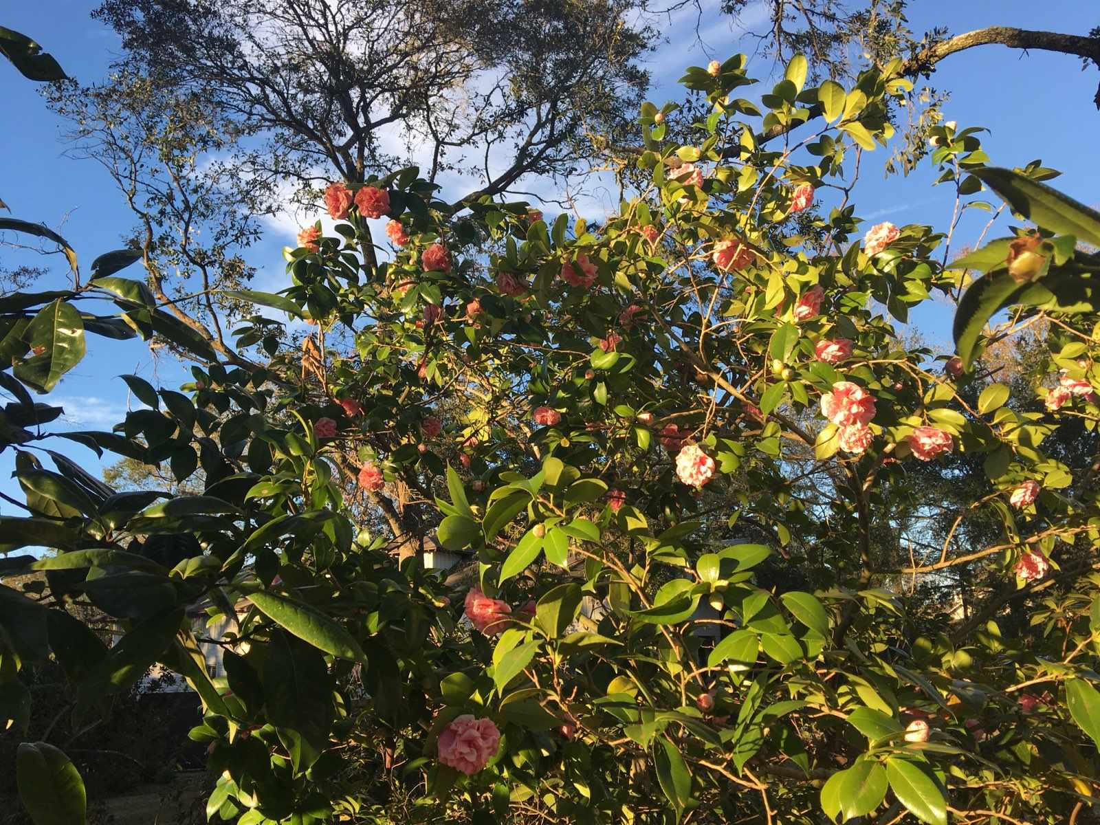 360 South Summit Street Fairhope, AL 36532 - Photo 5 of 11 Heirloom Camellia Bushes