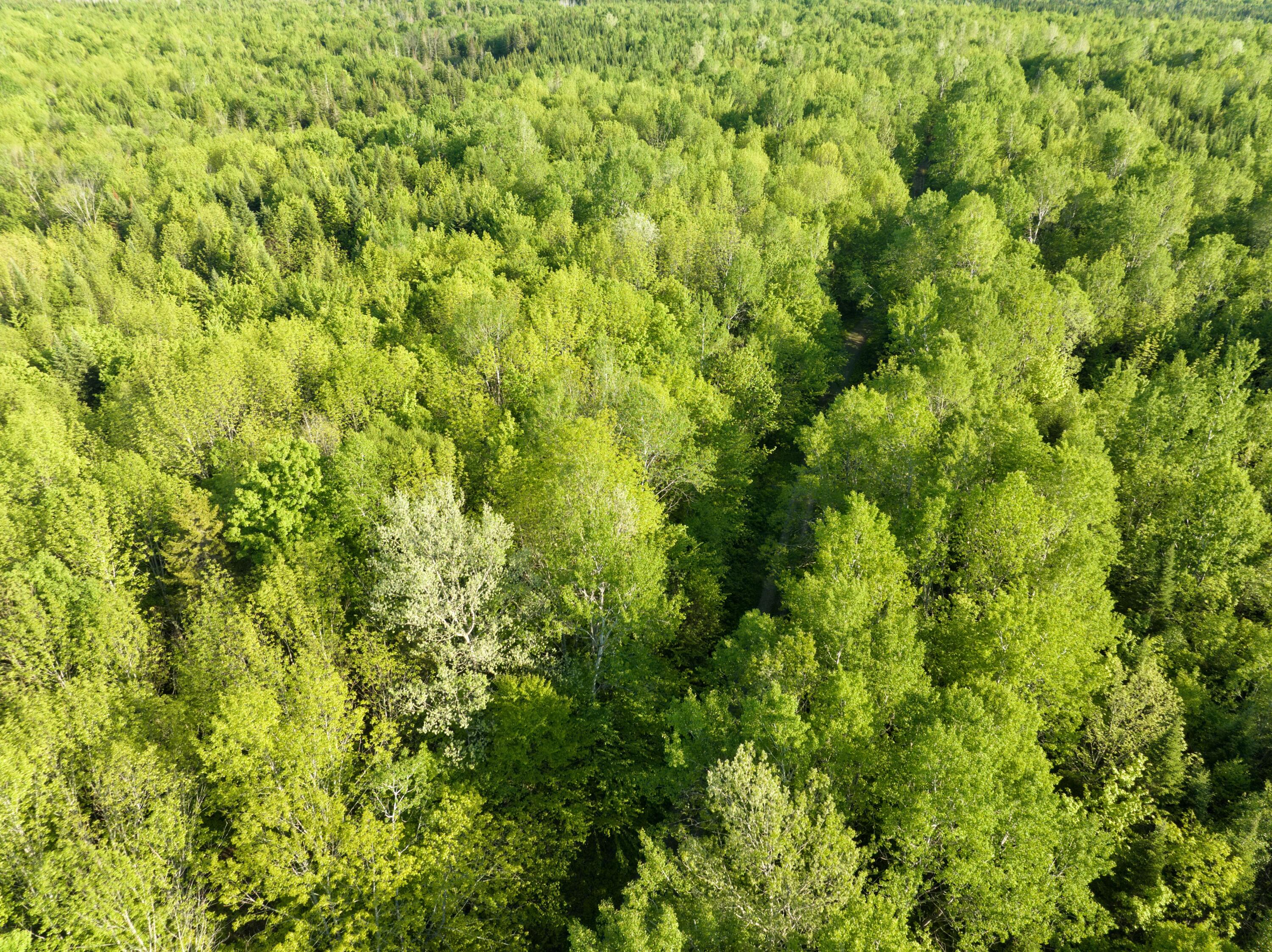0 Dixie Road Wytopitlock, ME 04497 - Photo 16 of 22