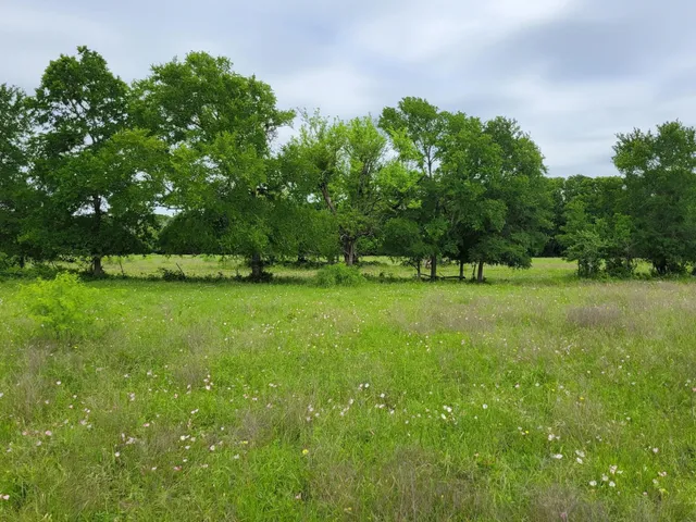 a view of a field of grass and trees