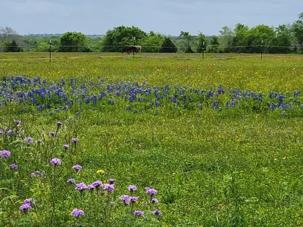 a view of field with trees in the background