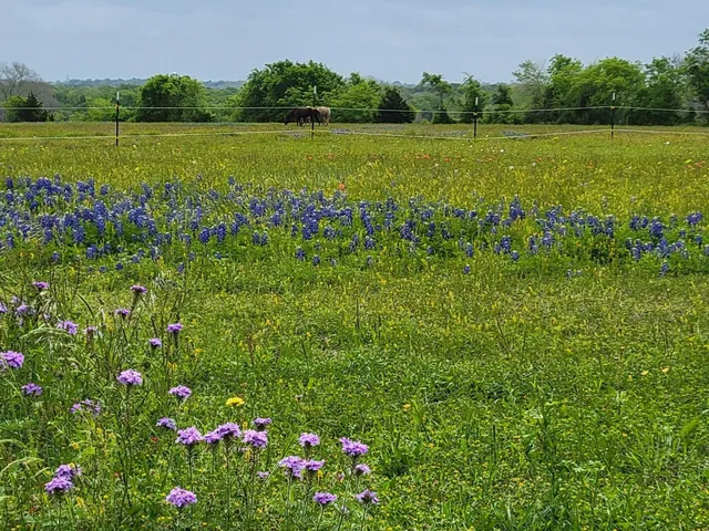 a view of field with trees in the background