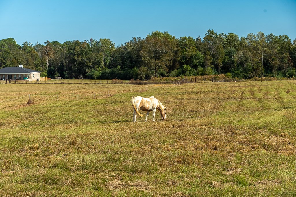 0 J B J B Jackson Road Webb, AL 36376 - Photo 7 of 38