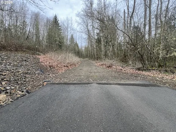 a view of a dry yard with trees
