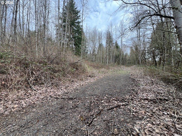 318 Martins Bluff Road Kalama, WA 98625 - Photo 12 of 15 a view of a yard with trees