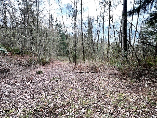 318 Martins Bluff Road Kalama, WA 98625 - Photo 13 of 15 a view of a yard with trees