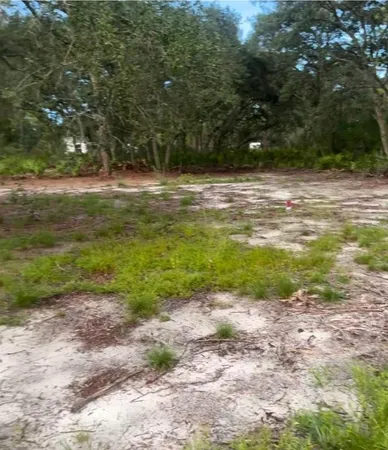 a view of a yard with a large tree